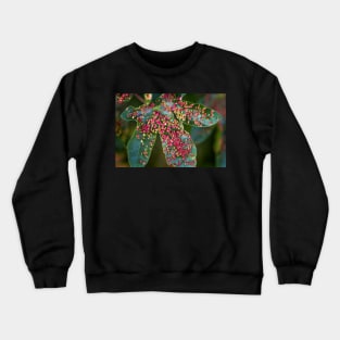 Maple bladder galls Crewneck Sweatshirt